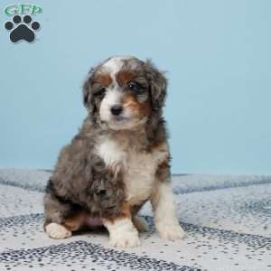 Cody, Mini Aussiedoodle Puppy